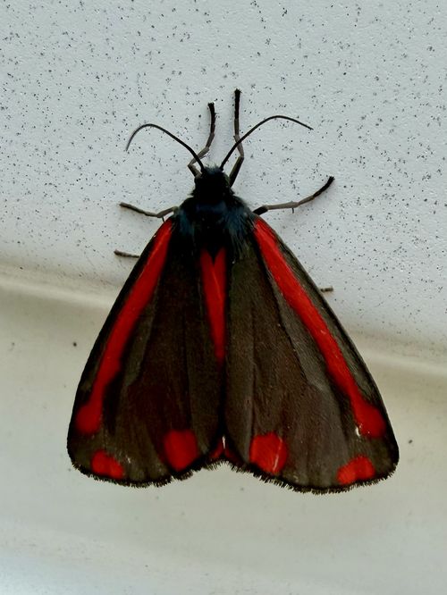 Close up image of a Cinnabar Moth on a white garage door. It has distinctive pinkish-red and black wings.