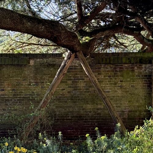 Two large wooden beams propped in an A-frame shape to support a heavy, low-hanging tree branch in front of a brick wall.