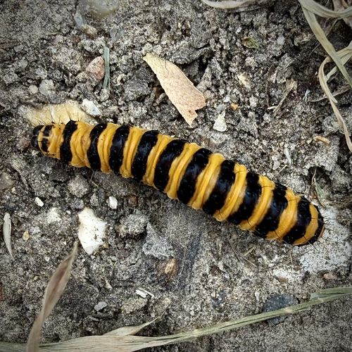 A cinnabar moth caterpillar crawling across the ground. It has distinctive yellow and black stripes along the length of its body. It measures around 2cm long.