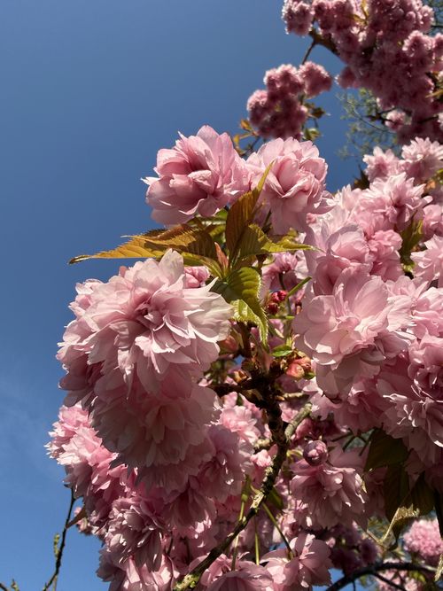 Pink cherry blossom against a clear blue sky