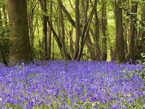 A forest floor covered with Bluebells. A carpet of violet with trees thrusting upwards from beneath it.