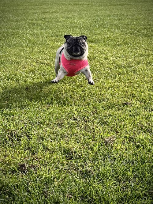 A fawn pug in a pink harness mid-sprint towards the camera across a grassy field. She has all the grace you’d expect from pug at high speed—none.