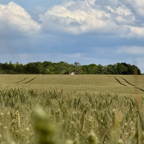 I photo of a field of wheat shot at a low angle. Ears of wheat are out of focus in the foreground and the field continues to the horizon. A small hose is visible right that edge with woodland behind it. The sky is full of brightly lit clouds.