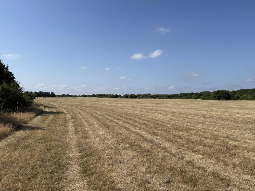 I large field of yellow dry grass under a blue sky.
