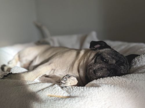 A fawn pug lies on a soft, cream fleece dog bed bathed in a stream of sunlight.