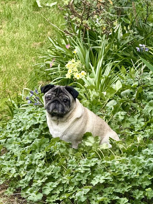 A fawn pug sitting in some shrubbery looking innocent but being far from it. She’s staring directly at me.