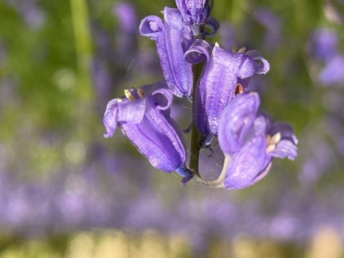 Close-up photo of a Bluebell with the rest of the field in soft focus behind it